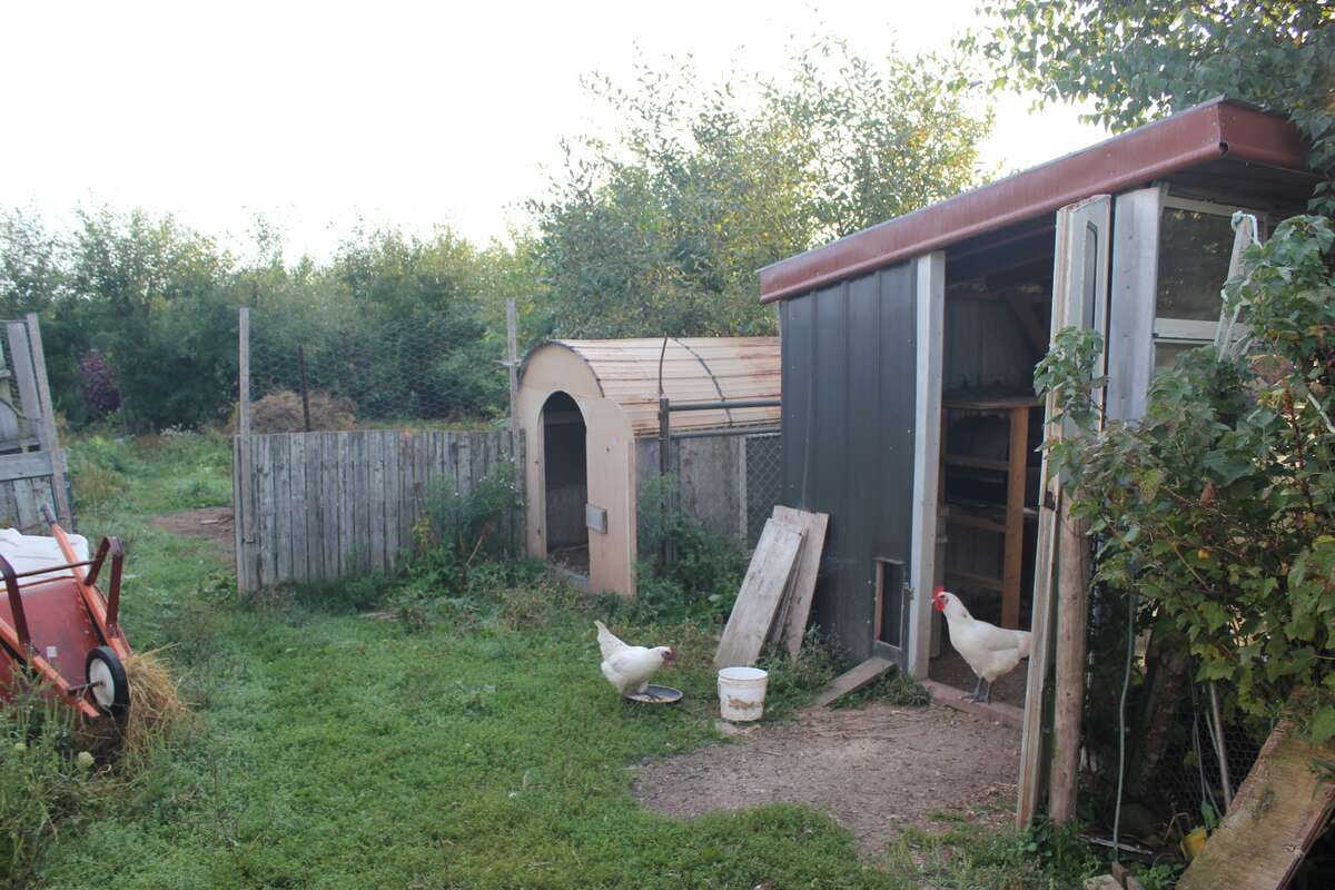 small and large chicken coops